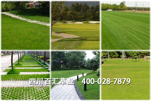 四川混播草種批發(fā) 四川混播草種批發(fā)